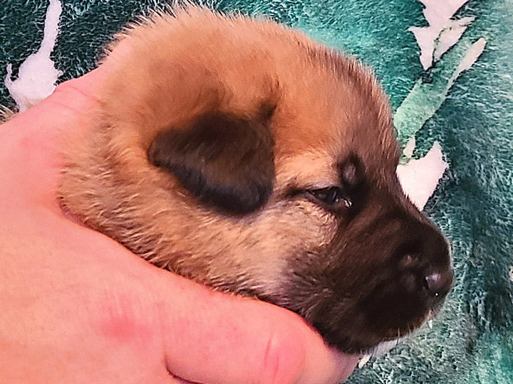 chinook puppy